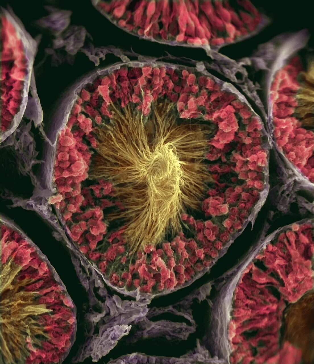 Увеличение больших половых. Клетки подтмикроскопом. Клетка человека под микроскопом. Различные клетки под микроскопом. Здоровые клетки под микроскопом.