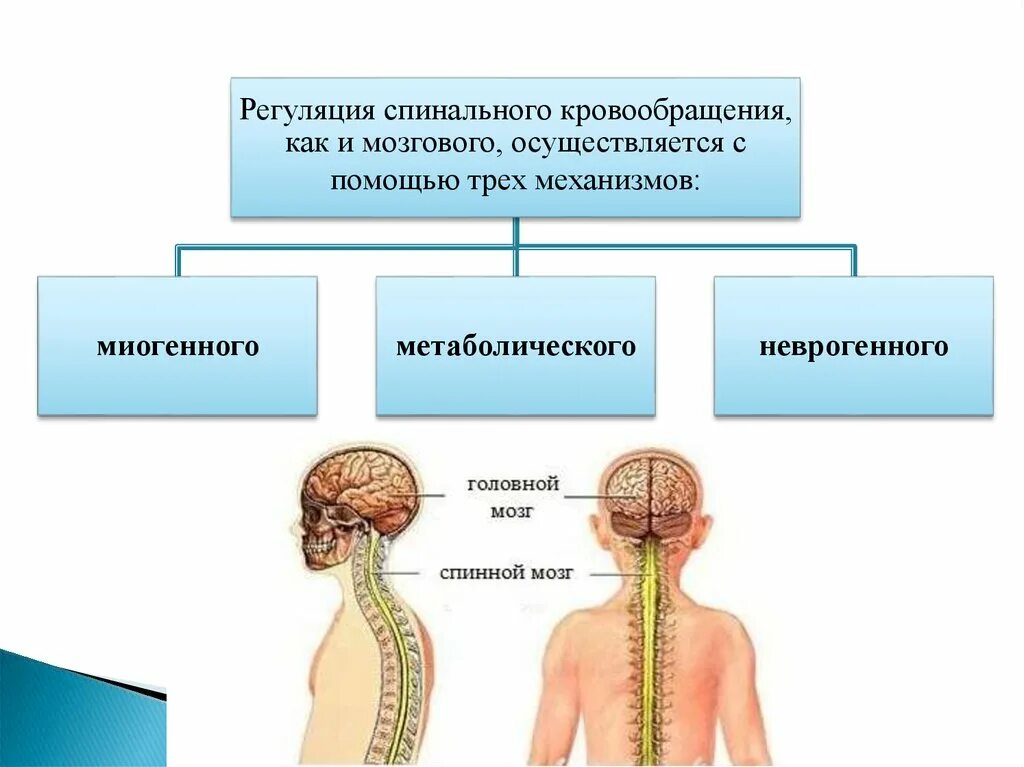Поперечный миелит при рассеянном склерозе. Заболевание спинного мозга. Pdf. Сотрясение спинного мозга клиника. Спинной мозг неврология симптомы поражения.
