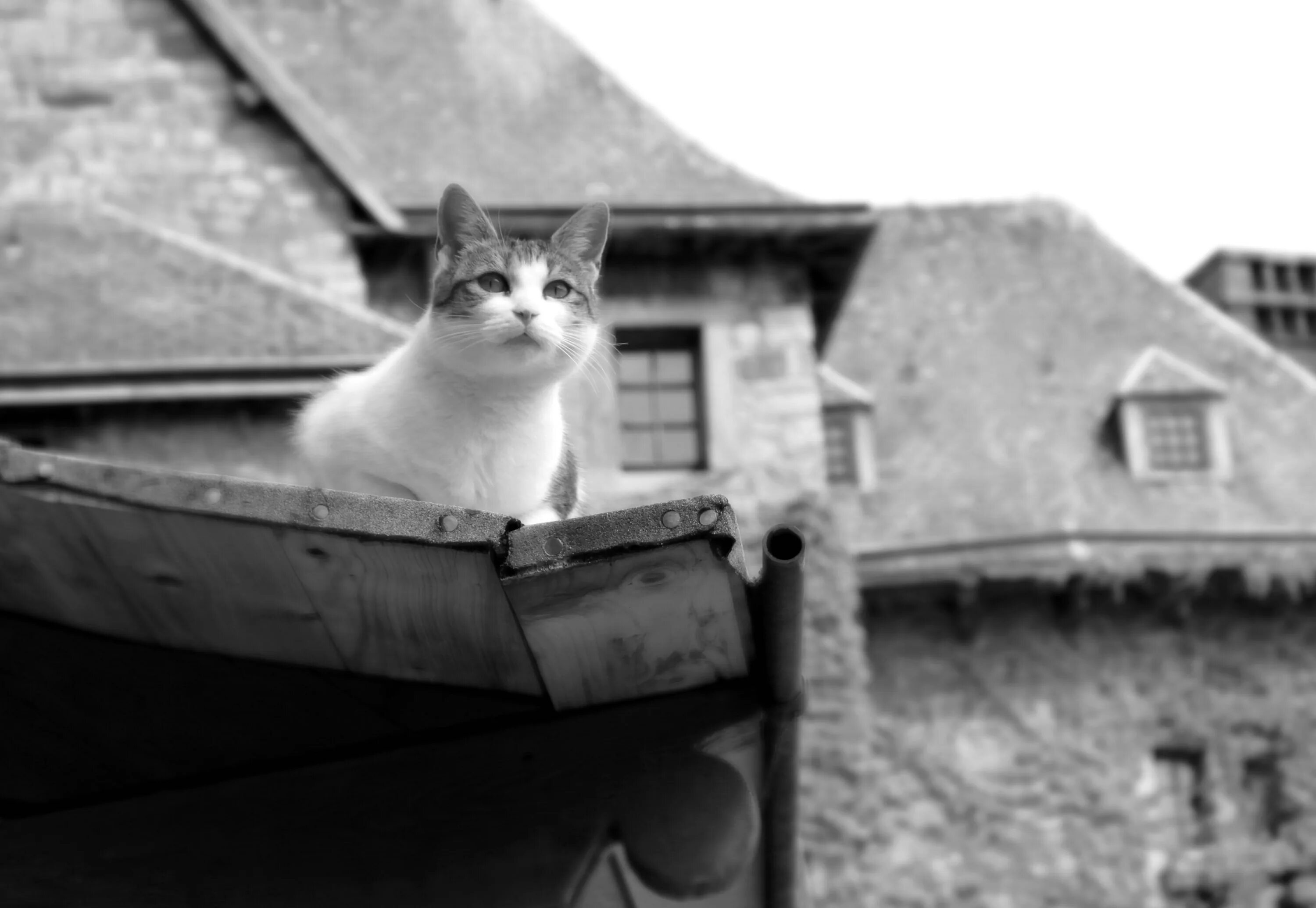 Кто живет на крыше. Кот на крыше. Кот сидит на крыше. Кот на Креге. Крыши домов с котами.