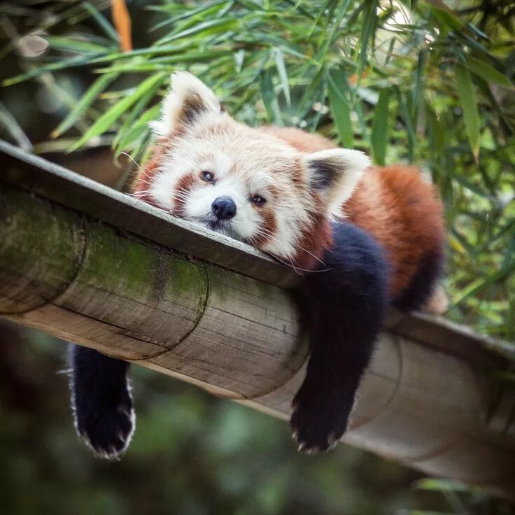 Pandas endangered