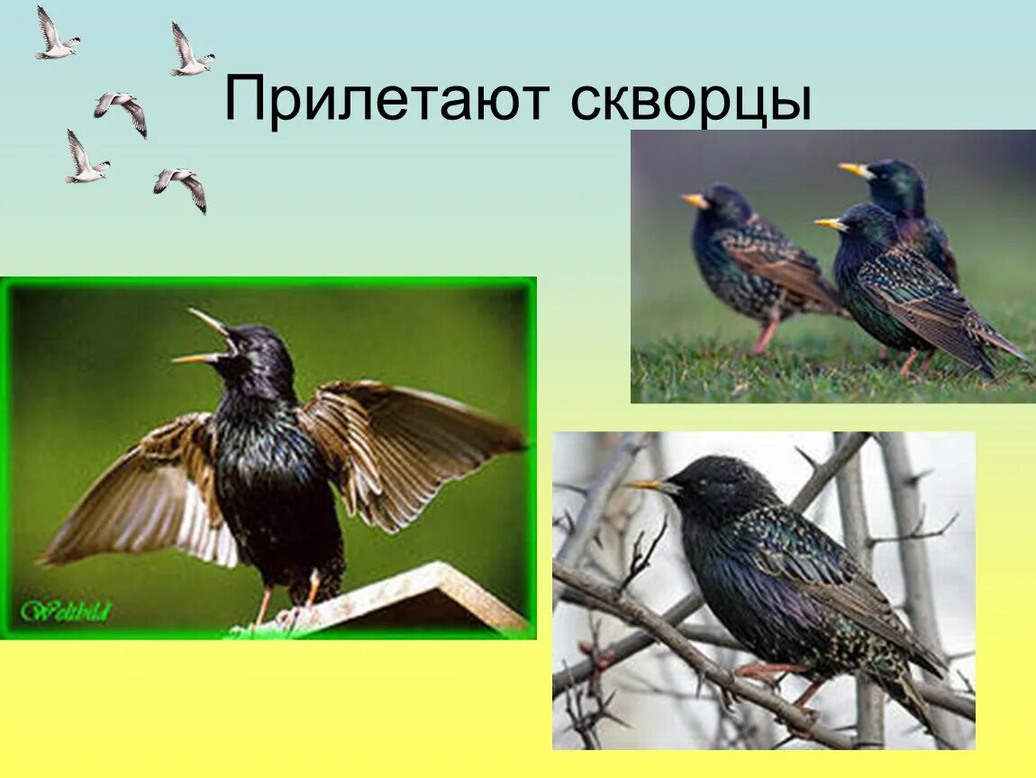 Скворцы прилетели. Скворцы прилетают весной. Скворец презентация. Прилет Скворцов. В каком месяце прилетают скворцы