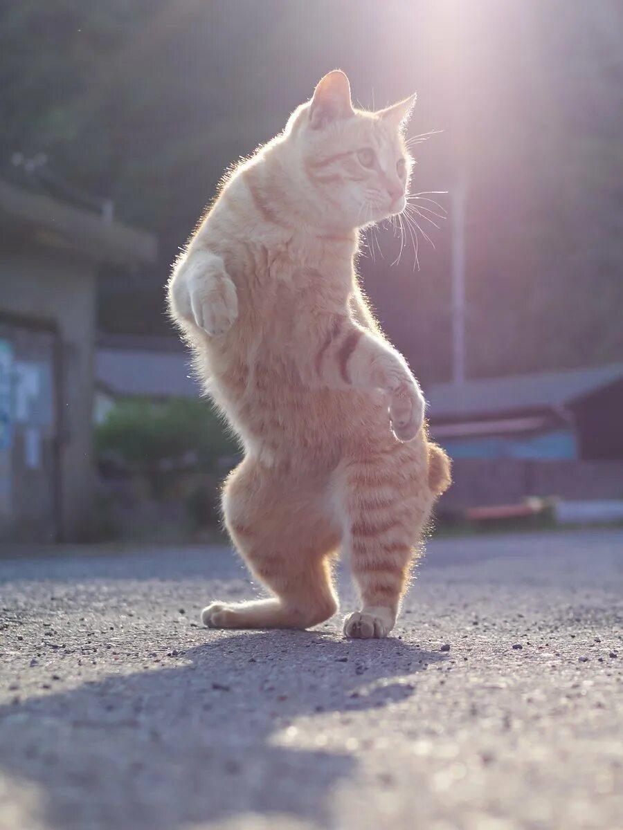 Где котики танцуют. Танцующий кот. Кот танцует. Кот на задних лапах. Позитивный котик.