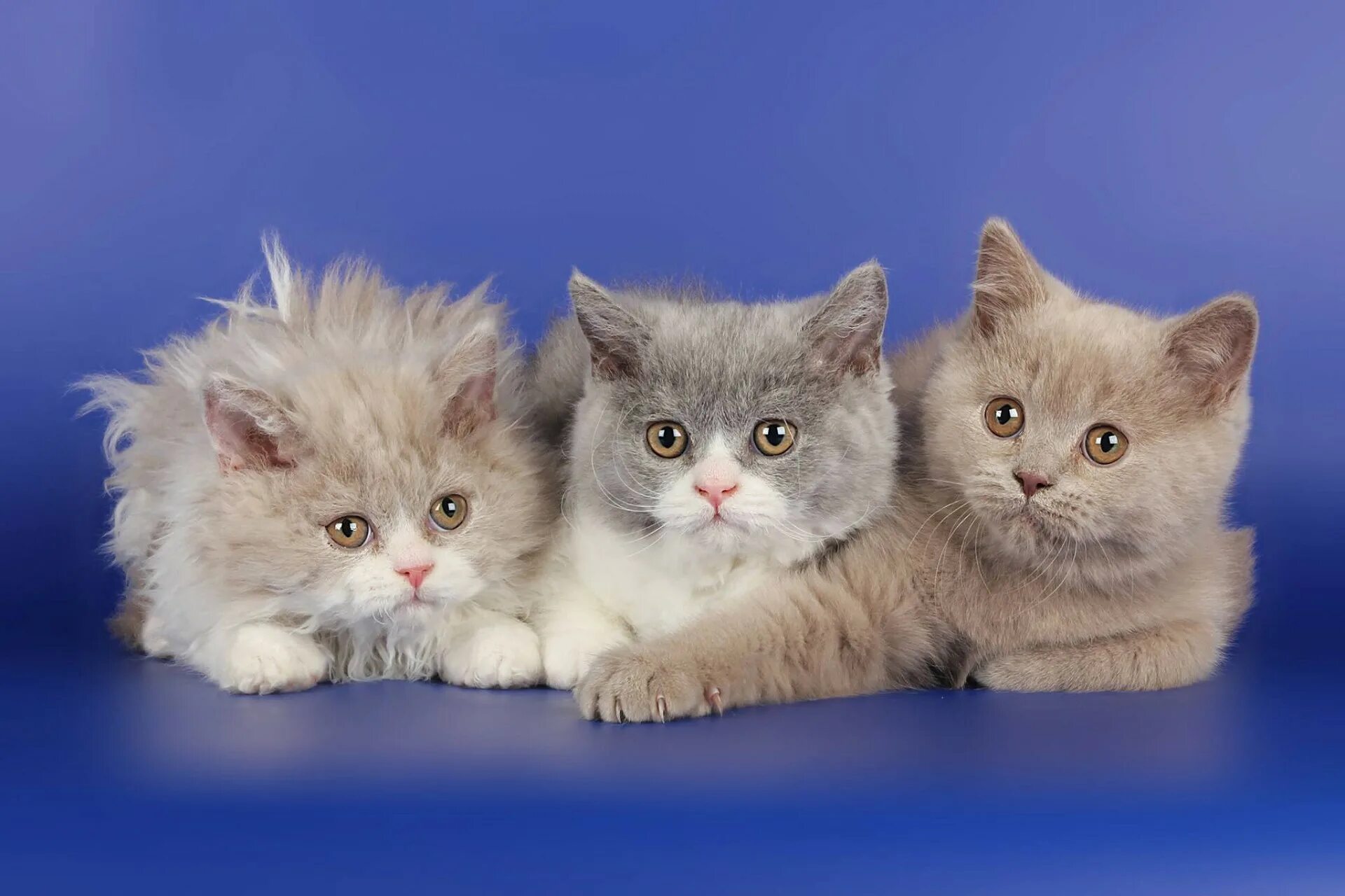 Три кота фото. Котята разных пород. Три кошки. Котята разных цветов. Три пушистых котенка.