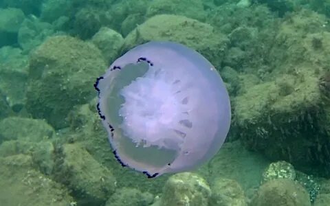 В средиземном море есть медузы