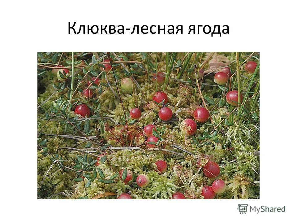 палестинка кладовая солнца. клюква презентация. как растет клюква. клюква описание ягоды. кладовая солнца клюква.