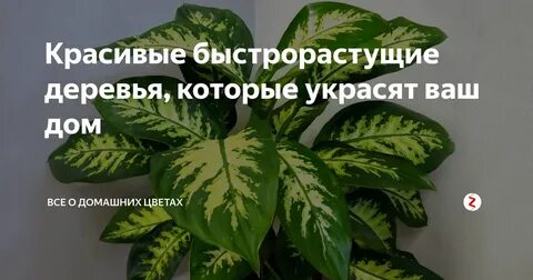 Какие растения нельзя держать дома и почему