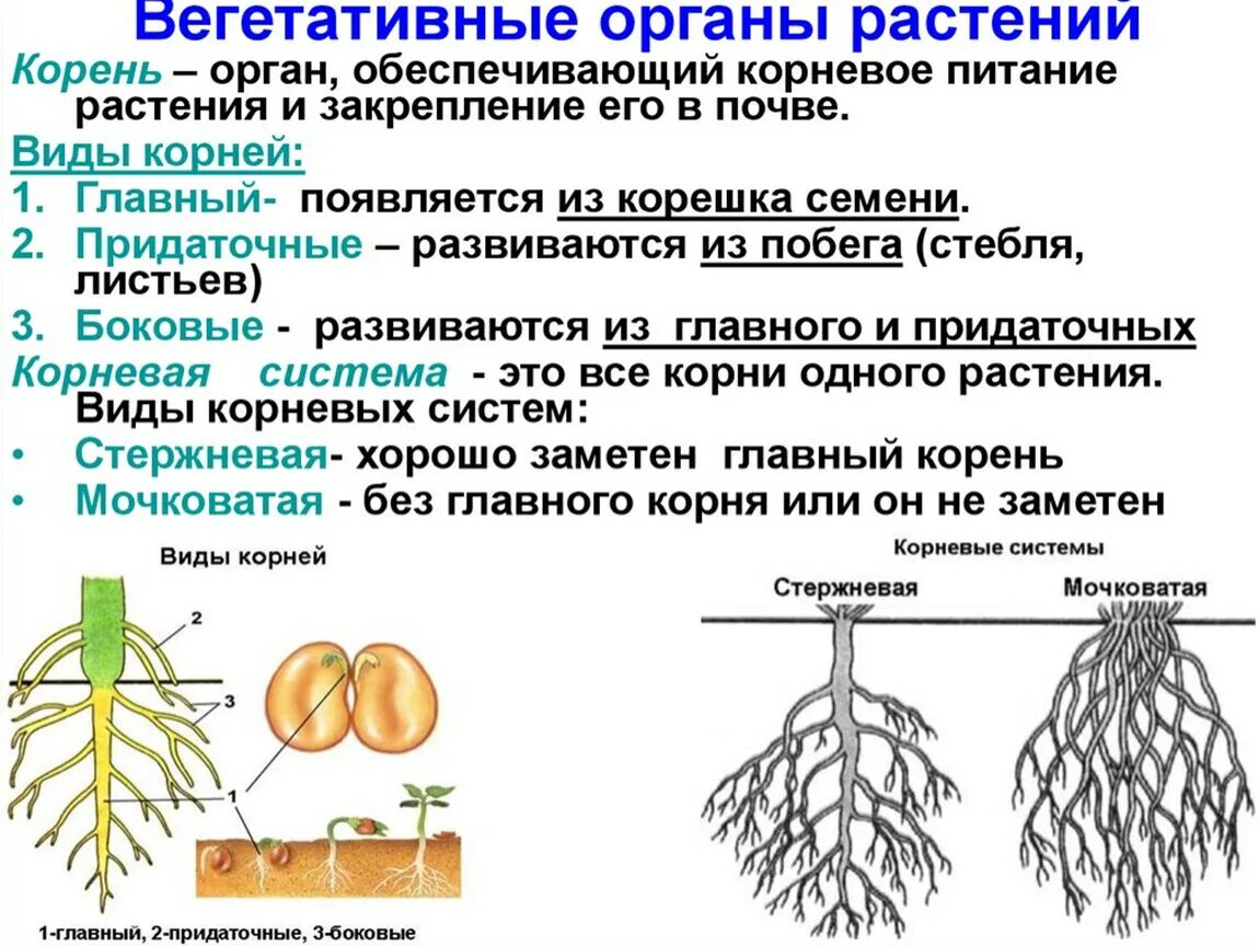 Строение вегетативных органов растений. Органы вегетативного размножения растений. Общее понятие о вегетативных органах растений. Строение . Функции . Типы корневых систем. Тест по биологии 6 органы растений