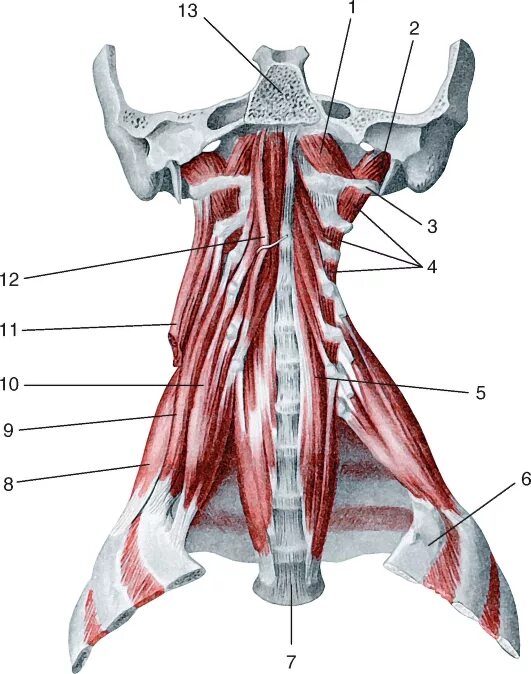 Глубокие мышцы передней области шеи. Лестничные и межпоперечные мышцы. Латеральные глубокие мышцы шеи. Мышцы шеи Синельников.
