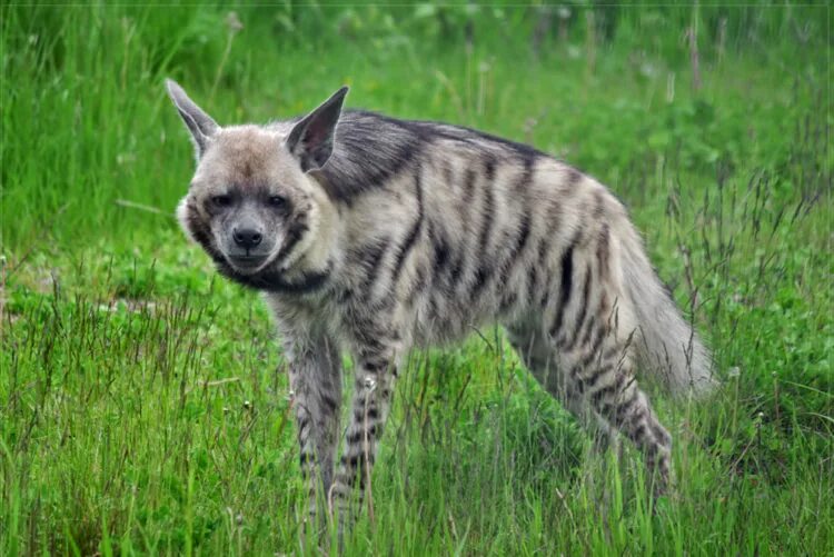 Полосатая гиена фото. Полосатая гиена. полосатая гиена (hyaena hyaena). полосатая гиена в африке. тигровая гиена.