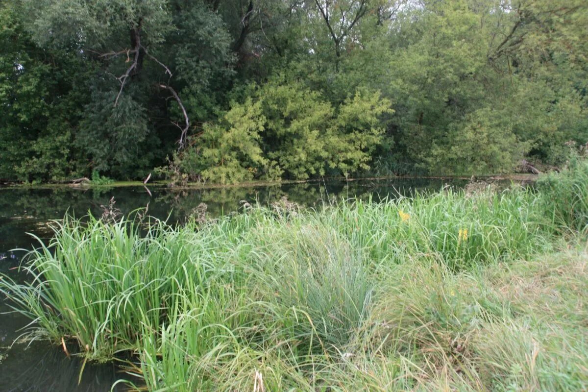 Сергеевы пруды воронежская область. Жировское озеро воронежская область. Икорец река воронежская. Воронежской области озера пруды реки. Воронежской области озера пруды реки.