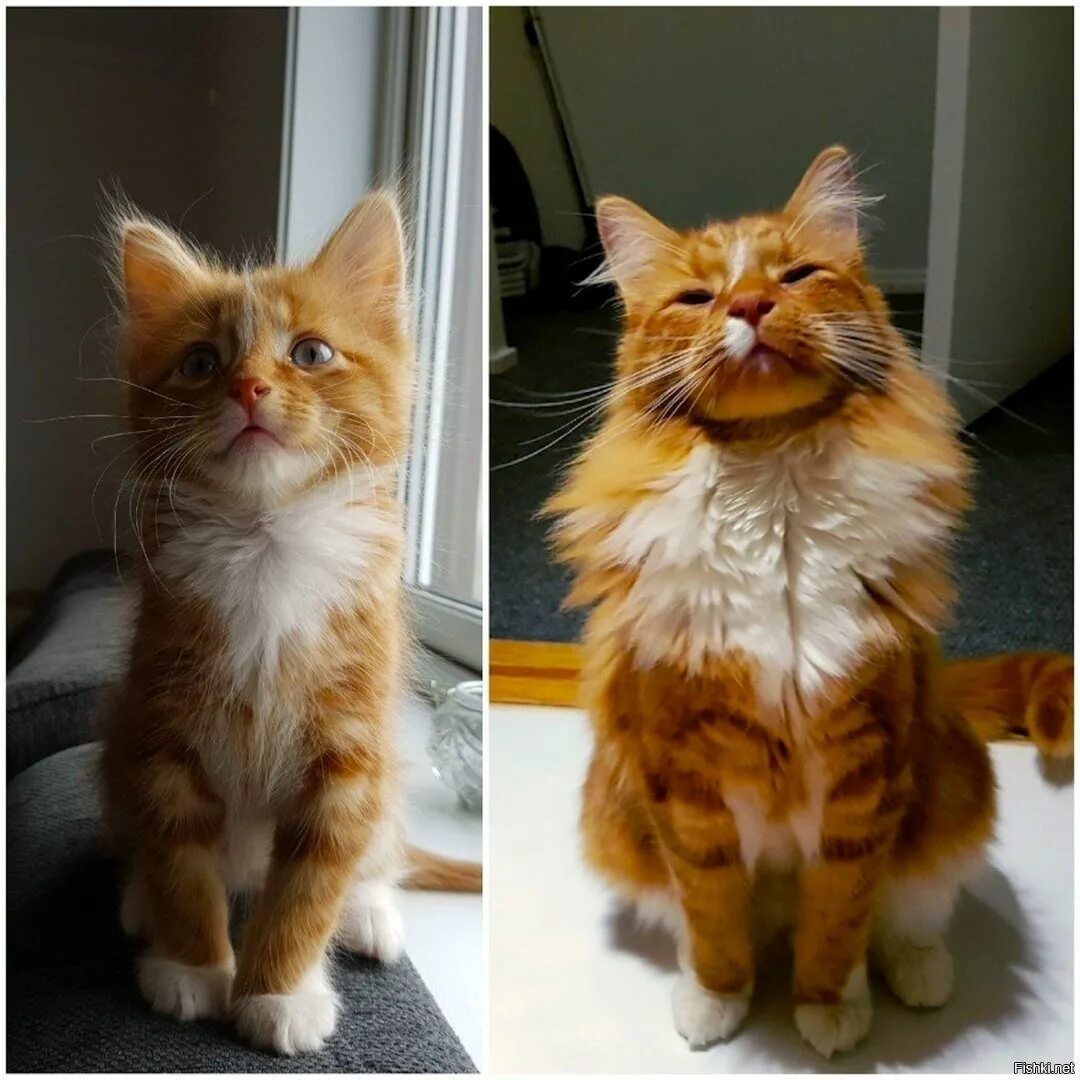 Подросший котенок. Котенок вырос. рыжие котята до и после. котенок рыжий вырос. кот вырос до и после.