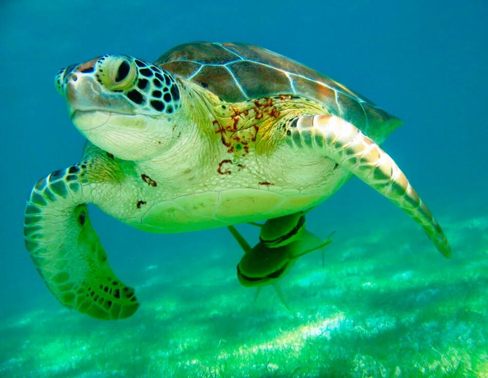 Зеленая морская черепаха. Суповая черепаха. Восточная (Тихоокеанская) зелёная черепаха. Морская черепаха зелëнные.