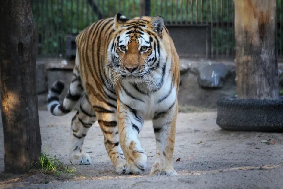 Тигр живут в зоопарке. Тигры Новосибирского зоопарка. Амурский тигр Новосибирский зоопарк. Амурский тигр в Новосибирском зоопарке. Тигр бенгальский (Новосибирский зоопарк).