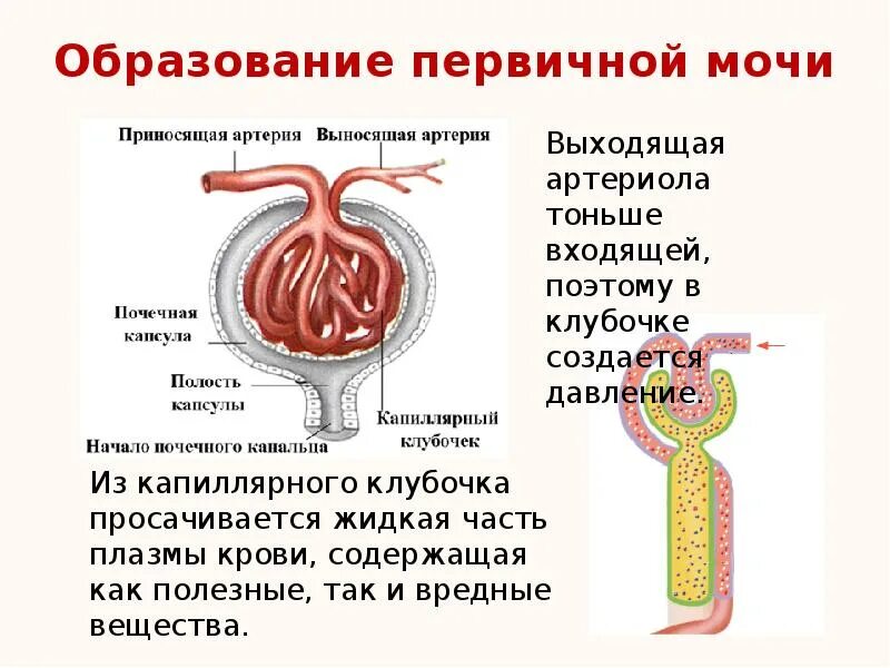 Где образуется первичная и вторичная моча. Механизм образования и состав первичной мочи. Первичная и вторичная моча таблица. Первичная и вторичная моча образование. Механизм образования первичной мочи физиология.