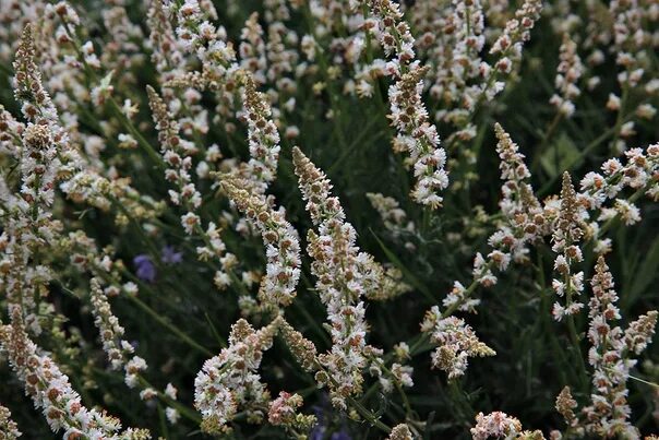 Резеда растение. Резеда Хавская душистая. Reseda odorata. Резеда на клумбе. Слушать резеду