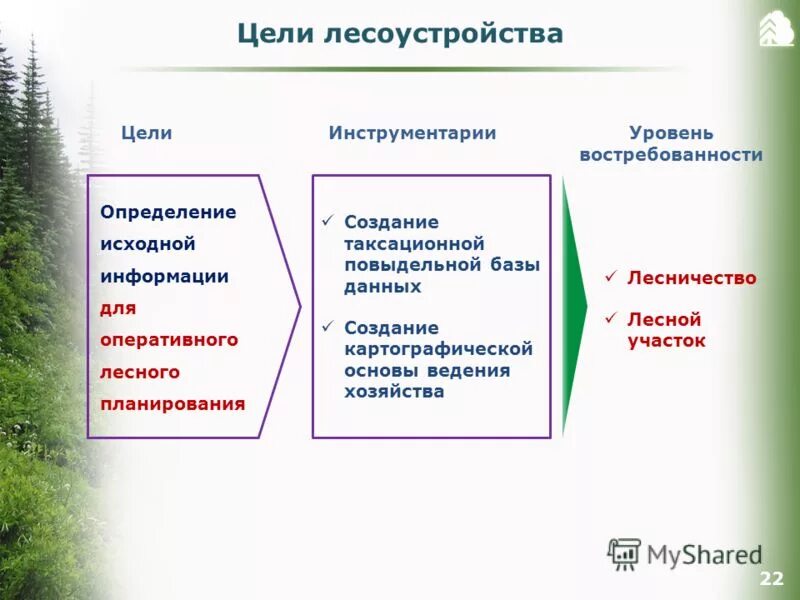 как охраняют леса в россии. цели и задачи лесоустройства. цели и задачи лесной политики. цель лесного хозяйства. цель лесного хозяйства.