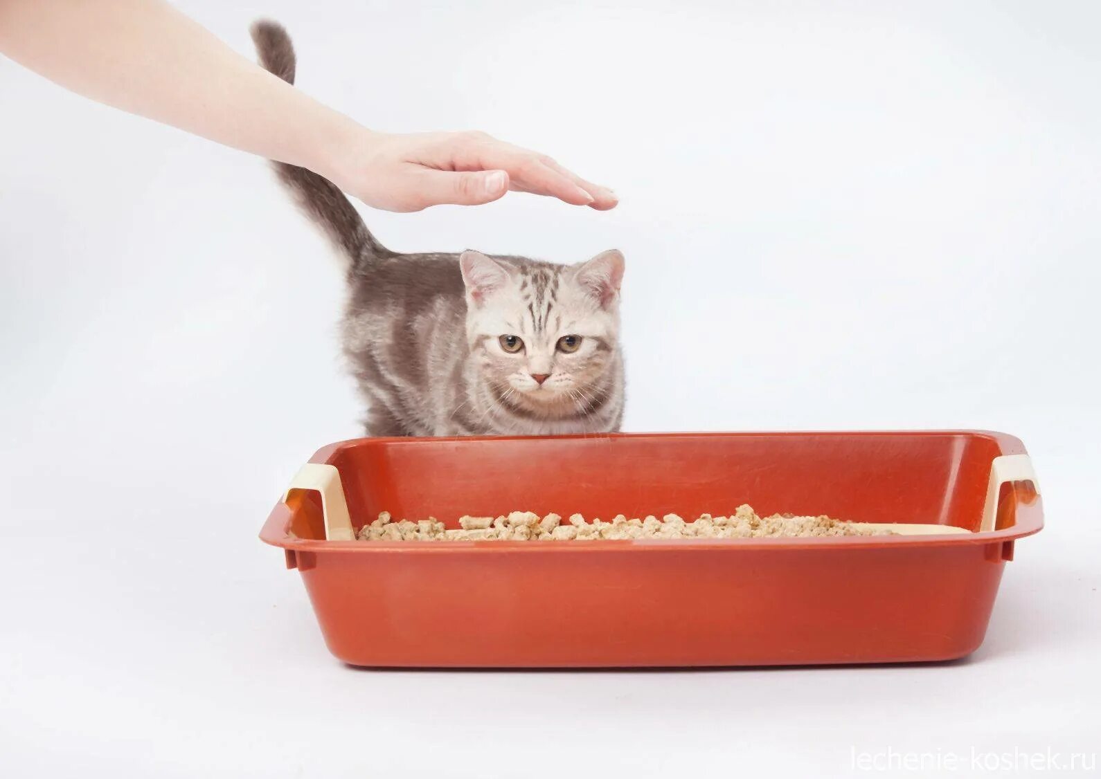 Как приучить кошку