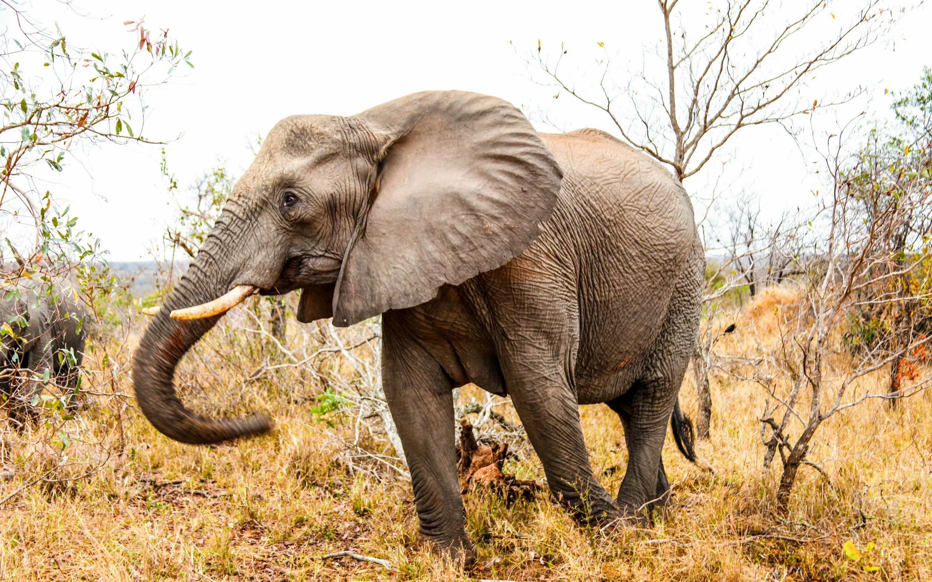 Слон elephant. Хоботные Африканский слон. Африканский саванный слон. Африканский Лесной слон. Суматранский слон.