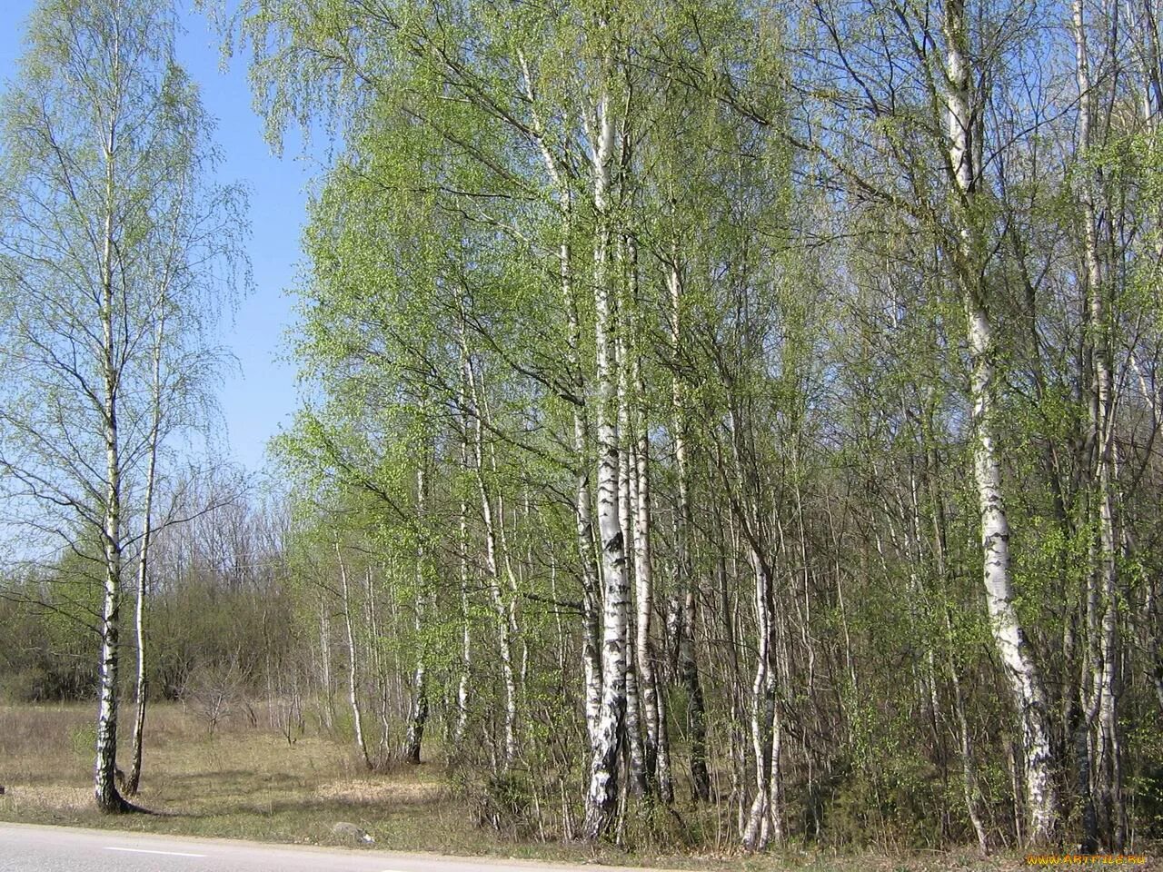 Молодые березки весной. Березовая роща Барнаул. Береза весной. Береза ранней весной.