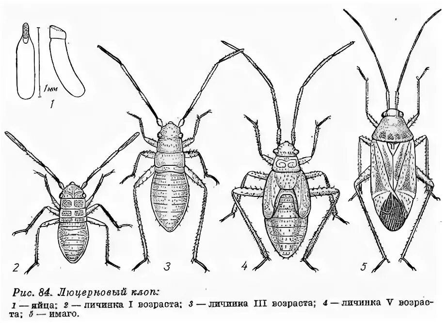 Имаго постельного клопа