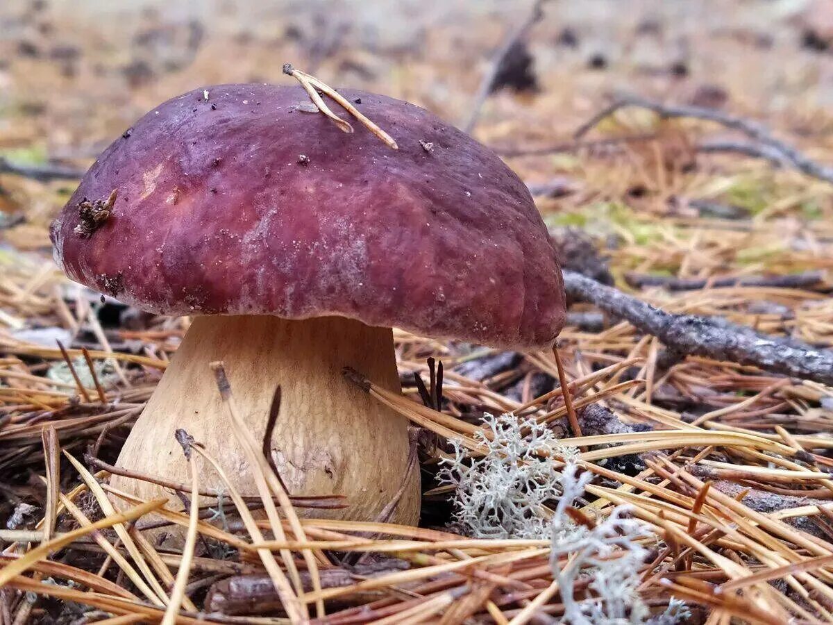Боровик девичий (boletus appendiculatus). Гриб боровик красновишерский. Боровик сетчатый дубовый. Покажи фото боровика. Боровики в карелии.