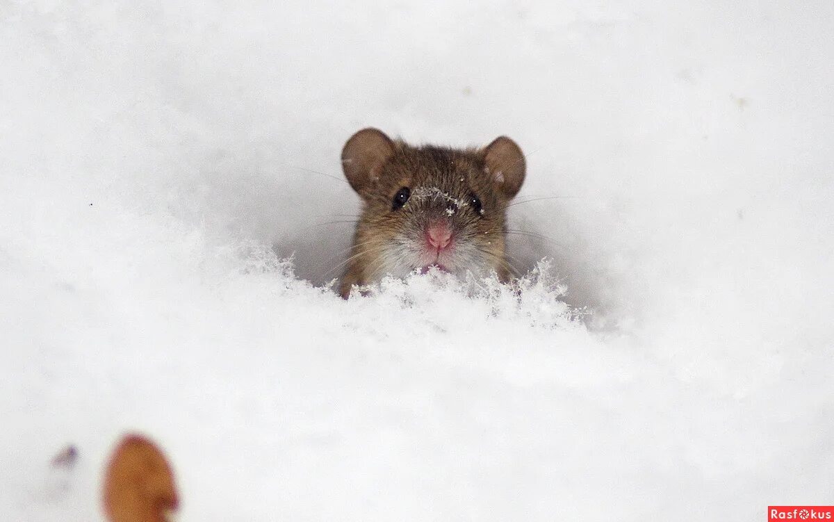 грустный мышонок. под мышонок. под мышонок. спящие мышки. мыши в доме.