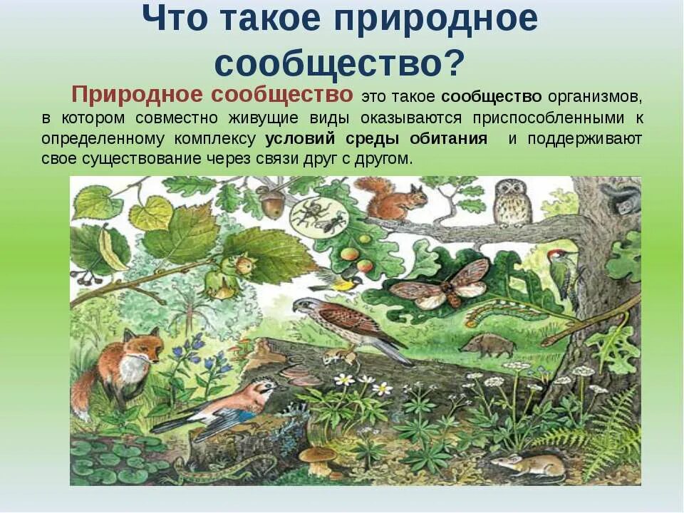 Что такое природное сообщество