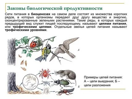 Что такое закон биология 5 класс кратко