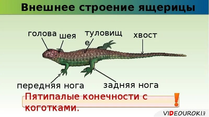 Строение ящерицы 1. Внешнее строение ящерицы. Внешне строение ящерицы. Внешнестроеие ящерицы. Внешнее строение рептилий.