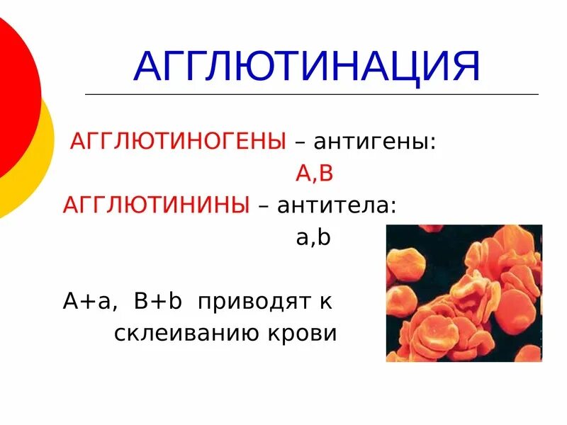 В эритроцитах человека находятся агглютиногены. Агглютинины это антитела. агглютинины и агглютиногены. агглютиногены и агглютинины крови. агглютиногены содержатся в.
