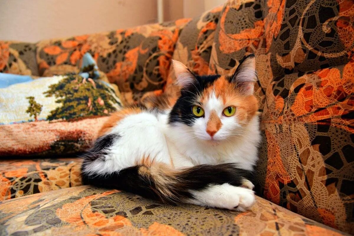 Какие котята родятся у трехцветной кошки. Сибирская кошка трехцветная короткошерстная. Трехшерстная кошка Калико. Сибирская кошка рыжая трехцветная. Британская трехцветная кошка фото.