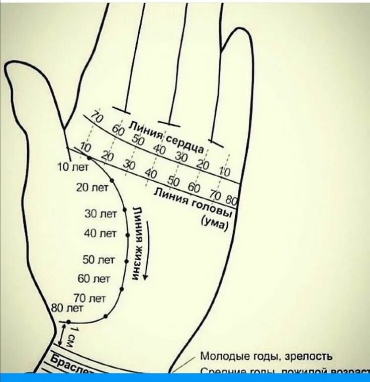 Определить возраст по линии жизни. Линия жизни на руке. Датировка линии жизни на руке. Возраст по линиям на руке. Хиромантия хирология palmistry.