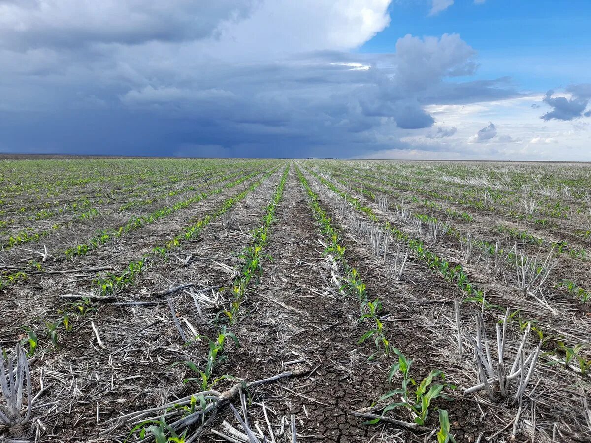 Агрокомплекс no till Украина. Agroecology. Green Bean no-till. Agroecology presentation. Агроэкология это в экологии