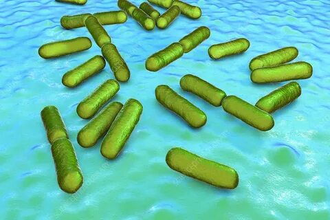 Пробиотик bacillus