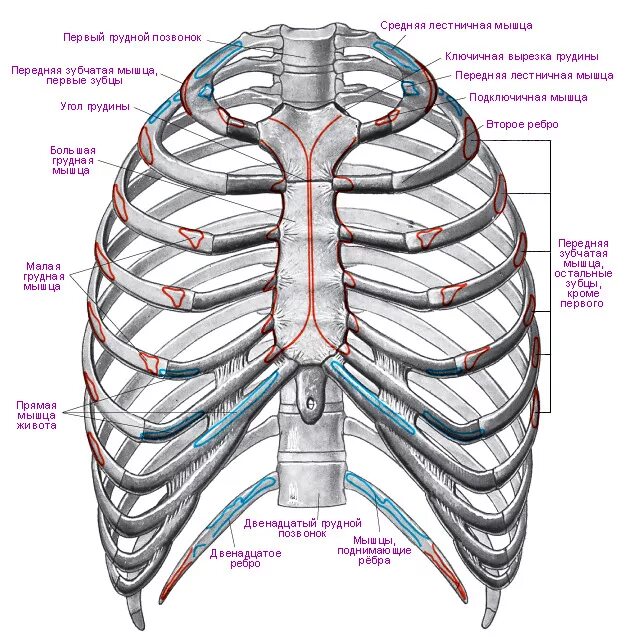 Анатомия грудная клетка человека строение ребра. Анатомия скелет грудной клетки ребра Грудина. Грудная клетка скелет схема. Ребра и Грудина анатомия строение. Легкие между ребер