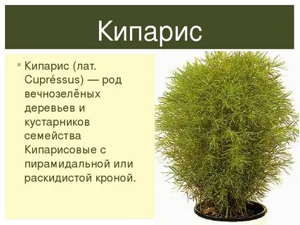 Род вечнозеленых