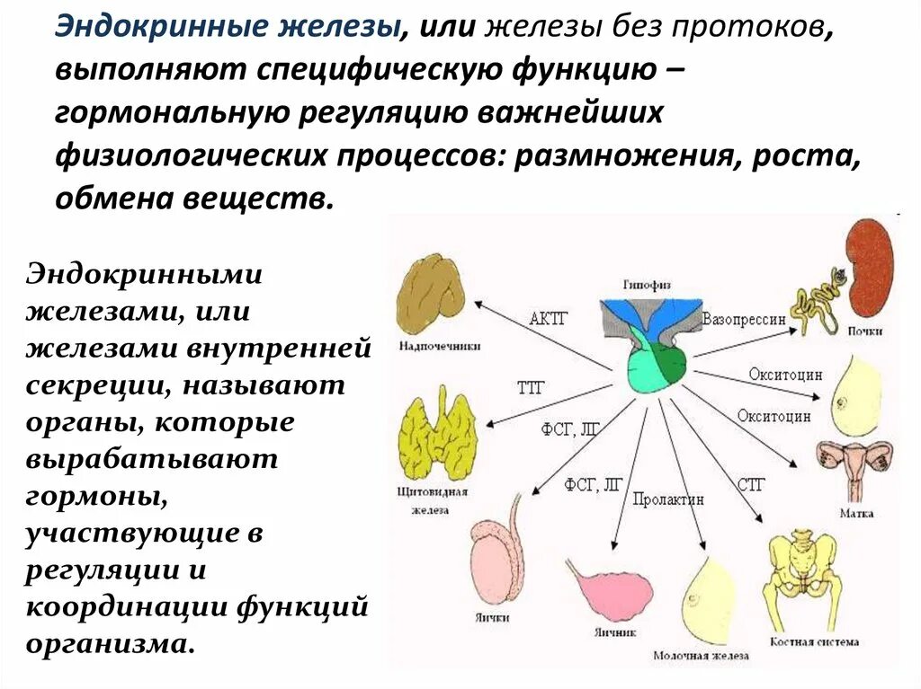 Гормоны регулирующие функции эндокринных желез. Физиология эндокринных желез таблица. Железы внутренней секреции осуществляют регуляцию обмена веществ. Железы внутренней секреции животных функции.