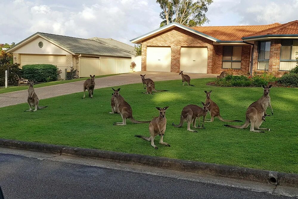 В австралии живет около. Кенгуру в Австралии. Ферма кенгуру в Австралии. Австралийская живность в домах. Жилище кенгуру.