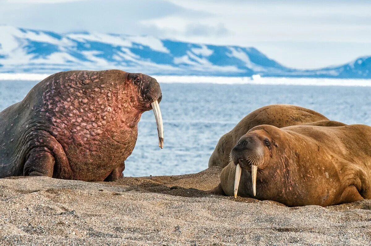 Лаптевский морж. Морж (Odobenus rosmarus). Морж Лаптевский подвид. Антарктида морж. Белый медведь морж и тюлень природная зона