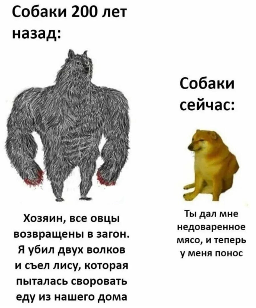 Собаки раньше и сейчас. Собаки 300 лет назад. собаки 200 лет назад и сейчас мем. собаки раньше и сейчас мем понос.