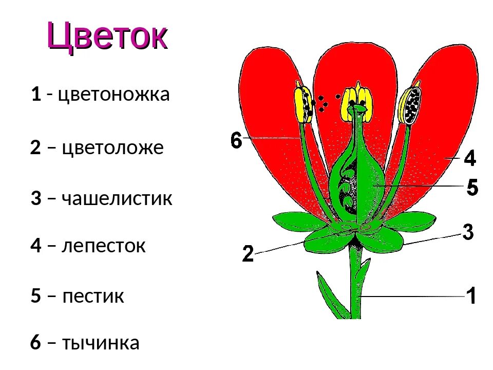 Обычно венчик окружен б состоящей из чашелистиков. Строение цветка цветоложе. Пестик тычинка цветонушка цветолужи чашечка венчик околоцветник. Цветок цветоложе околоцветник. Чашелистики пестик тычинки венчик.