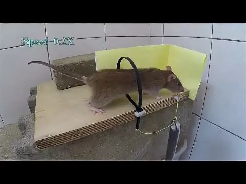 Как поймать мышь в квартире ночью