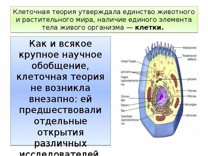 Почему появляются клетки. Клеточная теория строения организмов. Возникновение клеточной организации живого. Теория клетки. Возникновение клеточных структур.