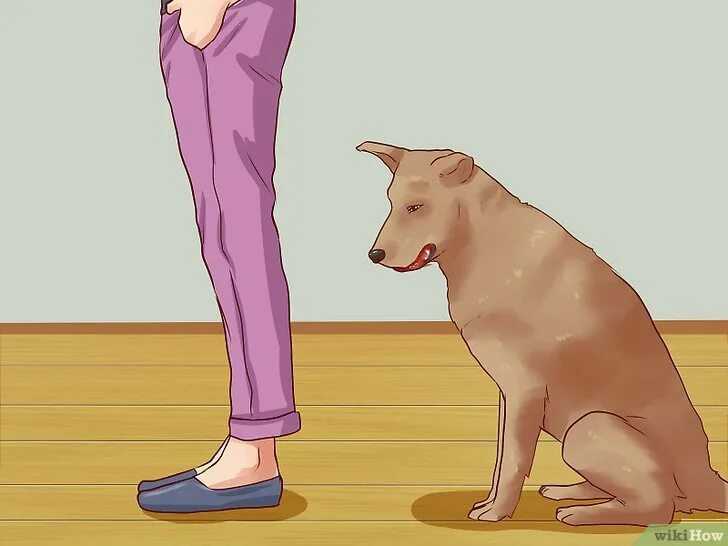 Dog commands