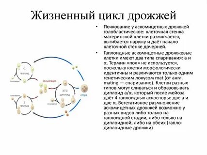 Стадия либо либо
