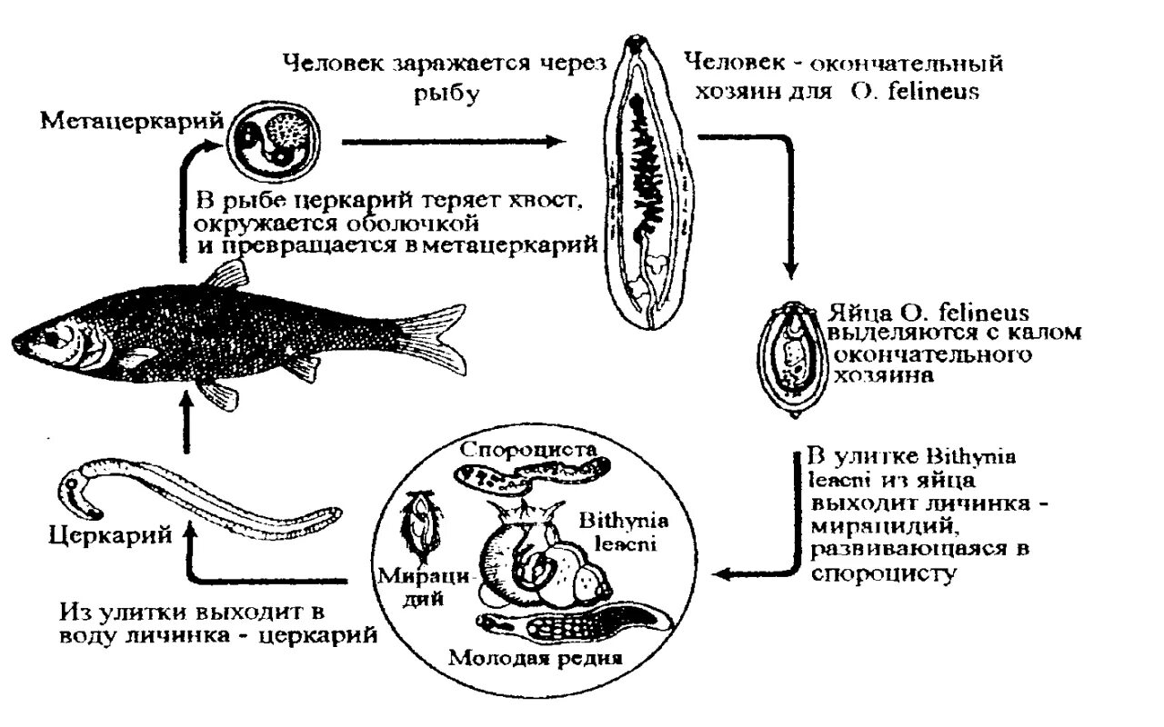 Печеночный сосальщик впр. Стадии жизненного цикла Opisthorchis felineus. Кошачья двуустка жизненный цикл. Описторхоз схема цикла развития. Кошачийсосалшик жизненный цикл.