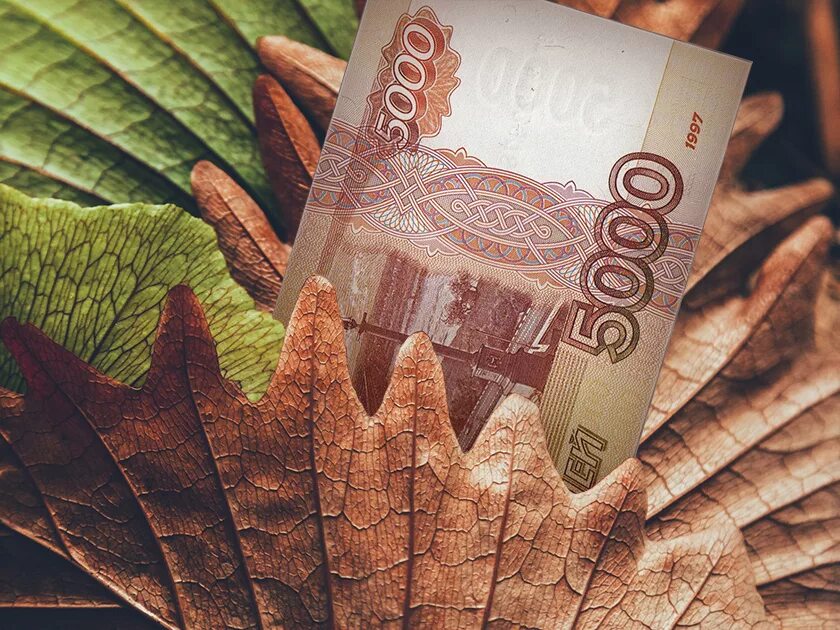 Лист купюр. Осень деньги. Денежный лист. Листья деньги. Осень финансы.