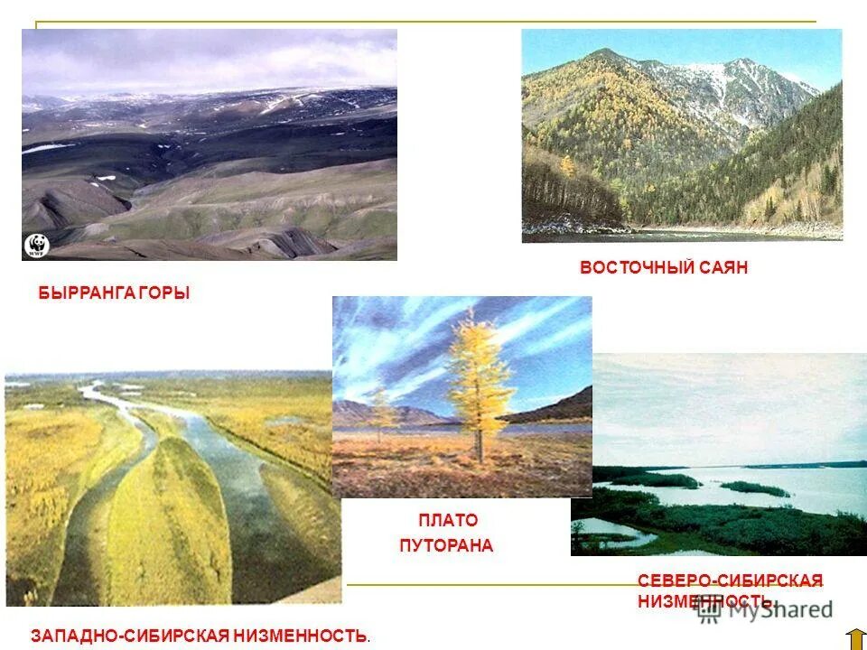 Западно сибирская равнина тест 8 класс география