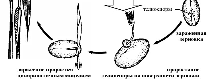 жизненный цикл головни