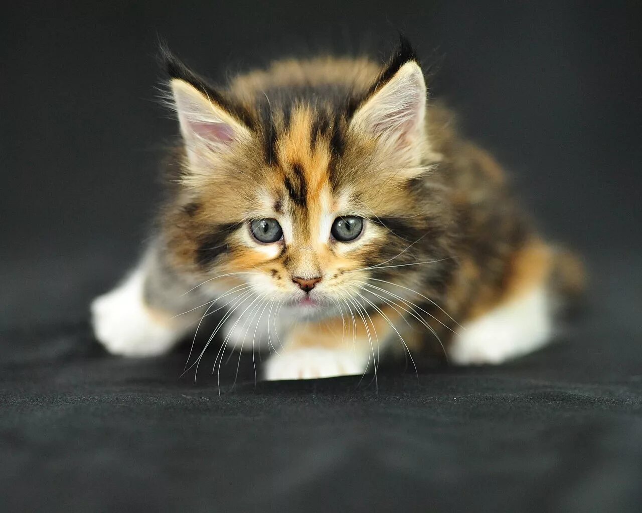 Обои с котятами. Small kitty. Кошка с загрузкой. Темы для android кошечка. Обои на смартфон андроид кошки.